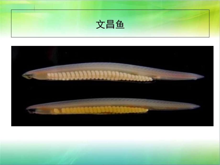 脊椎动物实验.ppt_第1页