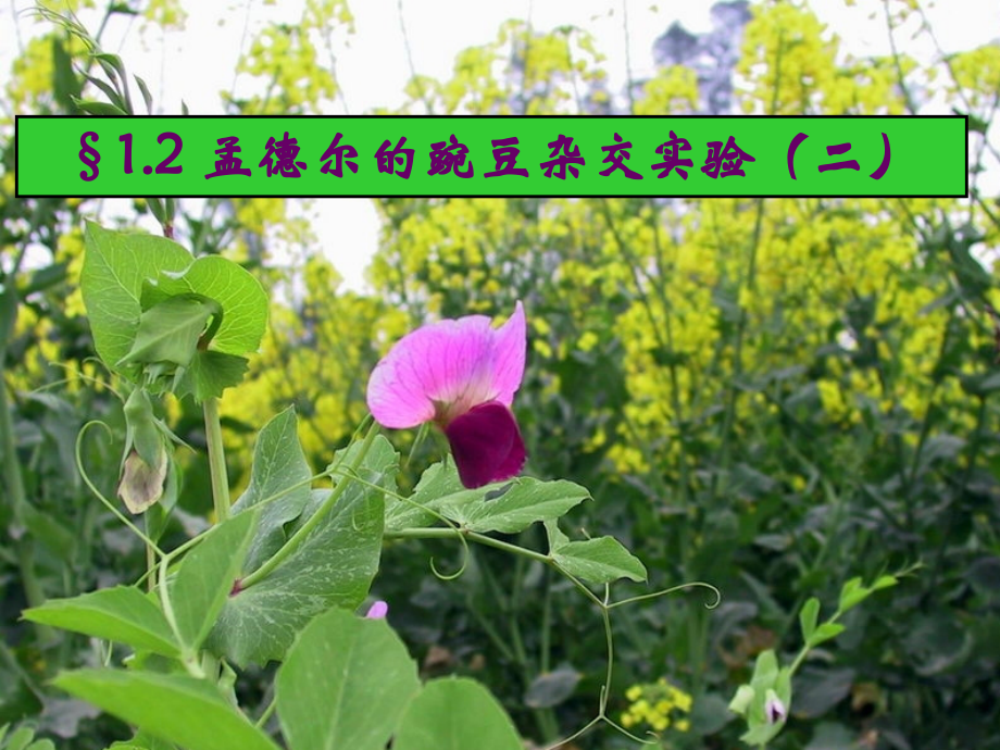 孟德尔的豌豆杂交实验(二).ppt_第1页