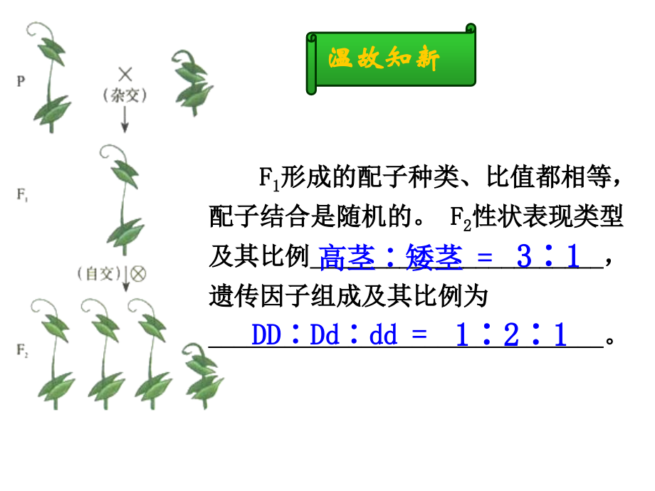 孟德尔的豌豆杂交实验(二).ppt_第2页