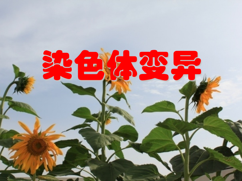 染色体变异.pptx_第1页