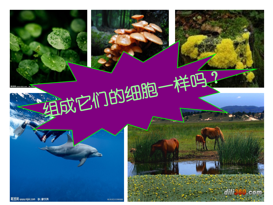 必修一-1-1---细胞的多样性和统一性-第一课时.ppt_第1页