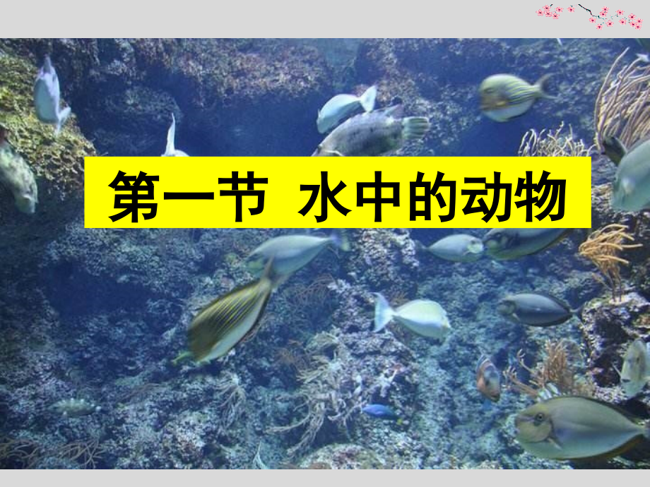 第1节水中的动物-(4).ppt_第1页