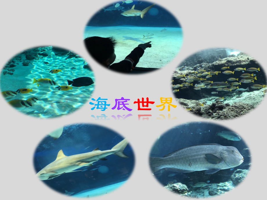 第1节水中的动物-(4).ppt_第2页