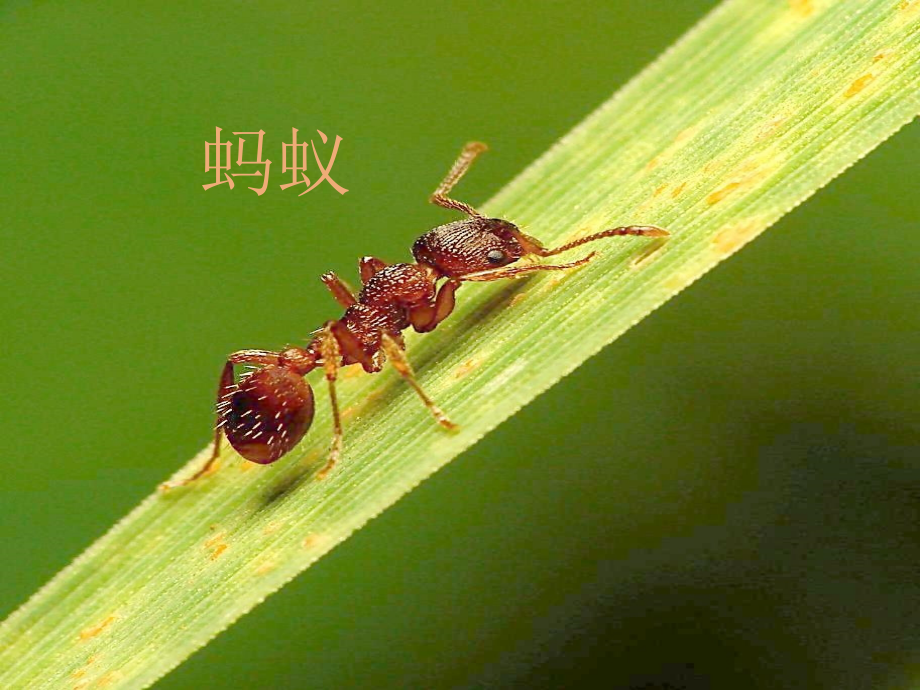 青岛版小学科学课件《蚂蚁》.pptx_第1页
