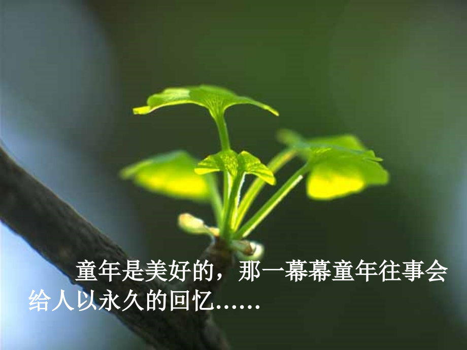 13738桂花雨.ppt_第1页