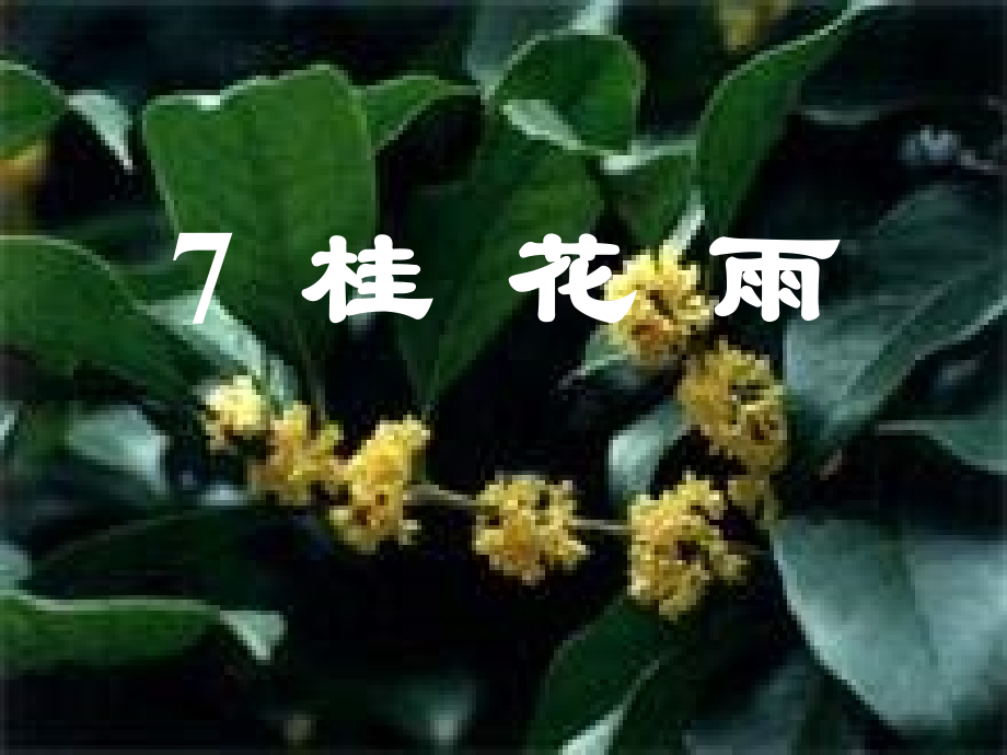 13738桂花雨.ppt_第2页