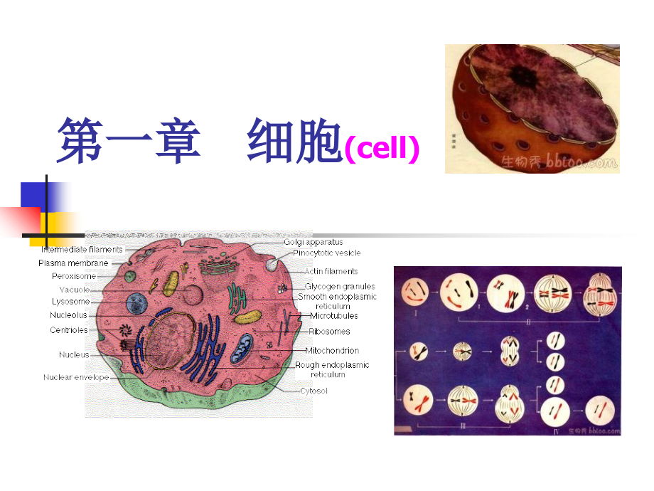 第1章细胞.ppt_第1页
