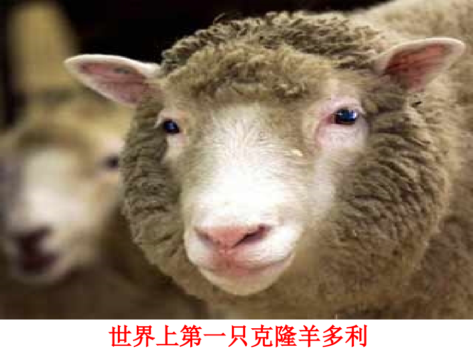 高中语文：48(论无性造人)课件鲁教版必修4 课件.ppt_第1页