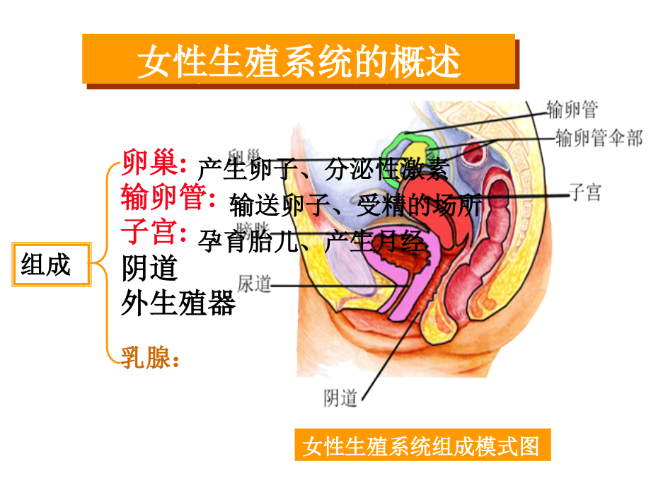 卵巢发育与生殖机理.ppt_第1页