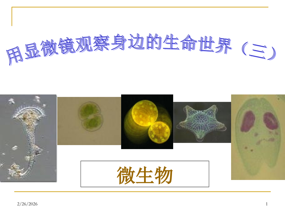 用显微镜观察身边的生命世界(三).ppt_第1页