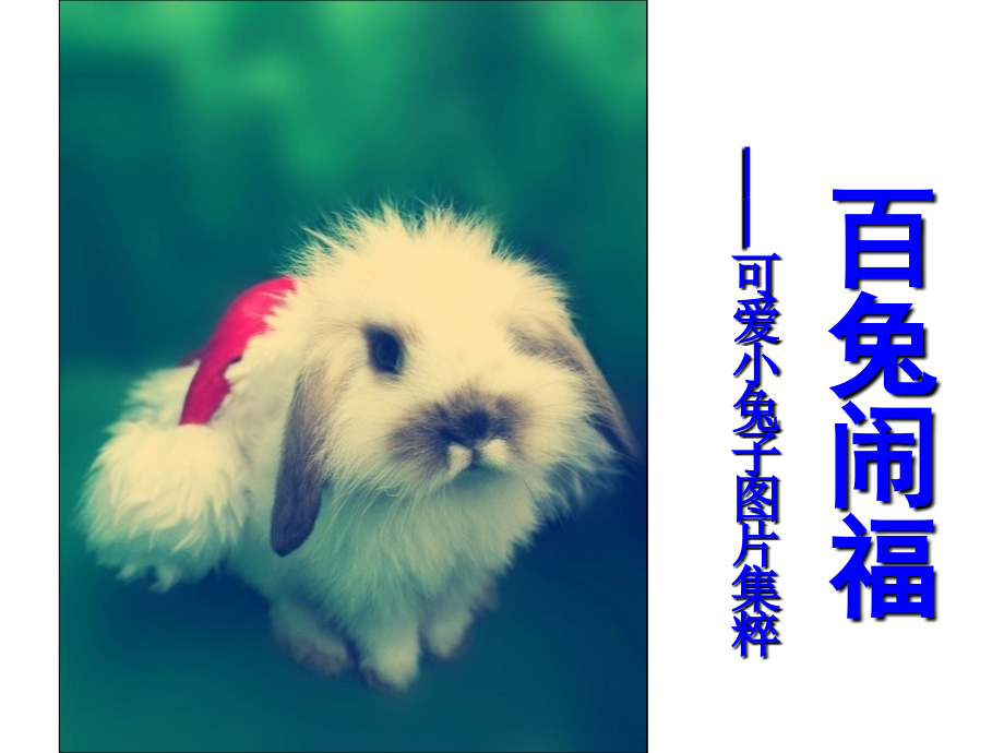 百兔闹福——可爱小兔子图片集粹.ppt_第1页