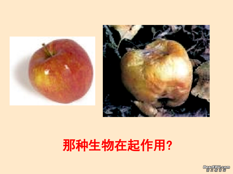 细菌八年级生物第五单元第四章第二节课件示例.ppt_第1页