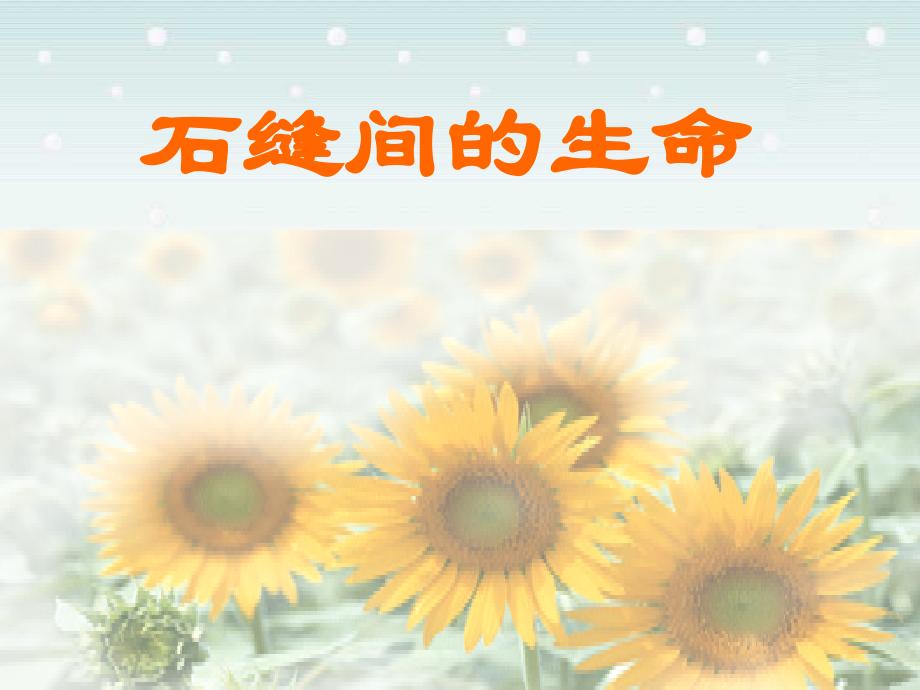 石缝间的生命九年级语文课件 语文版 课件.ppt_第1页