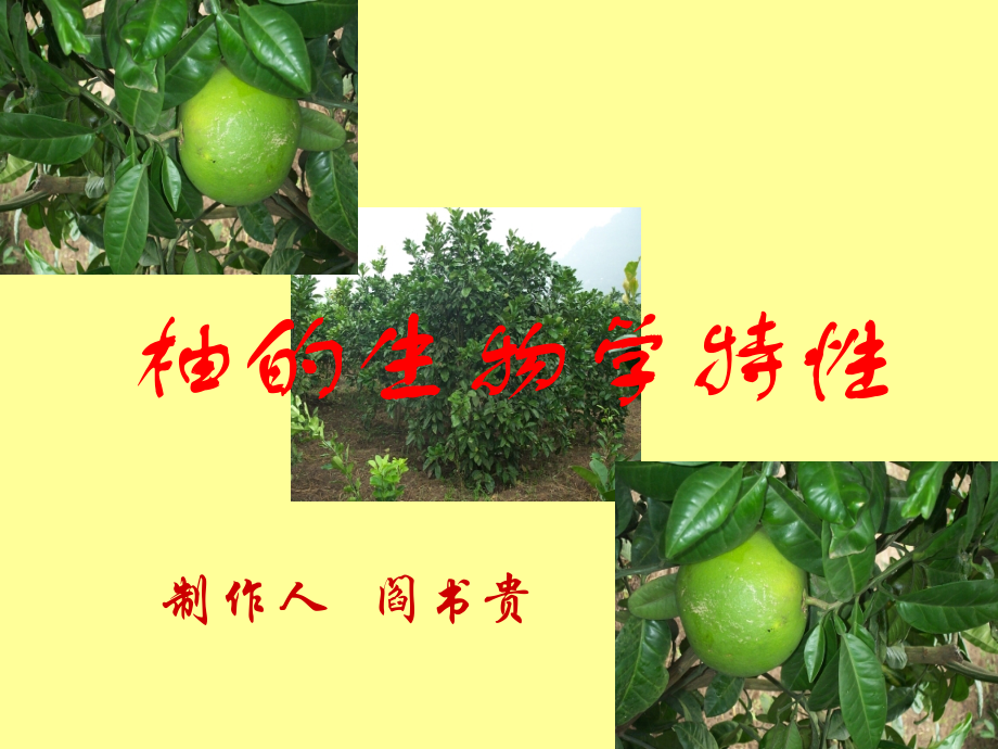 柚的生物学特性.ppt_第1页
