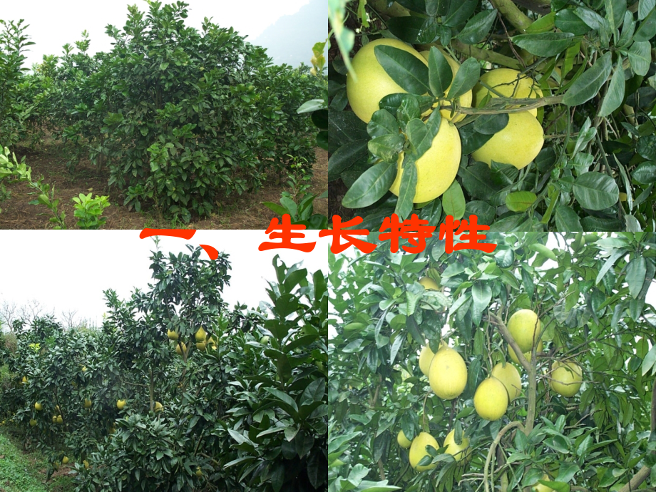 柚的生物学特性.ppt_第2页