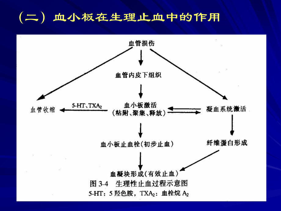 一血小板的止血功能.ppt_第2页