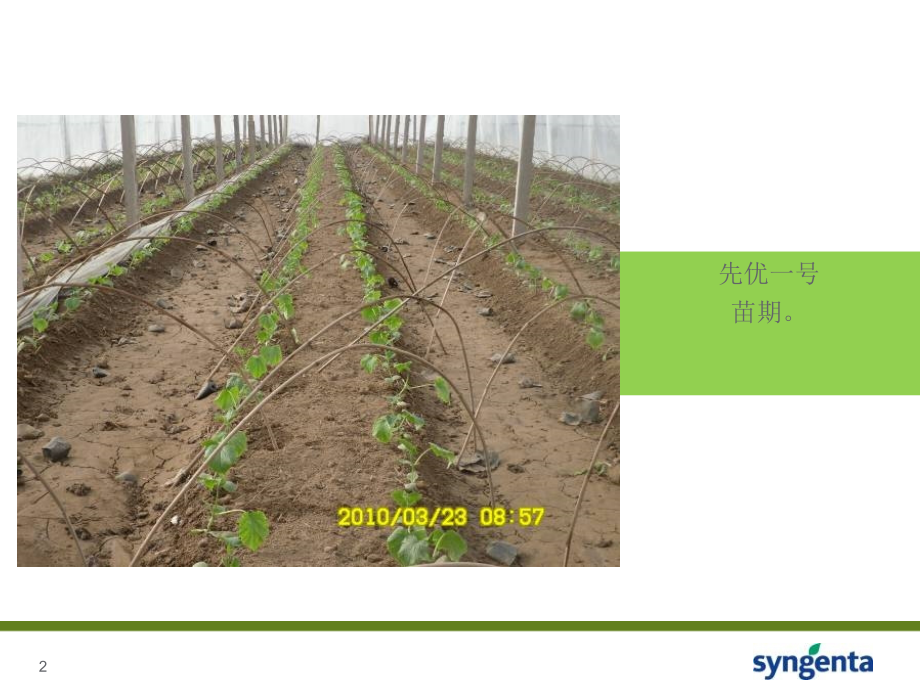 先优一号黄瓜.ppt_第2页
