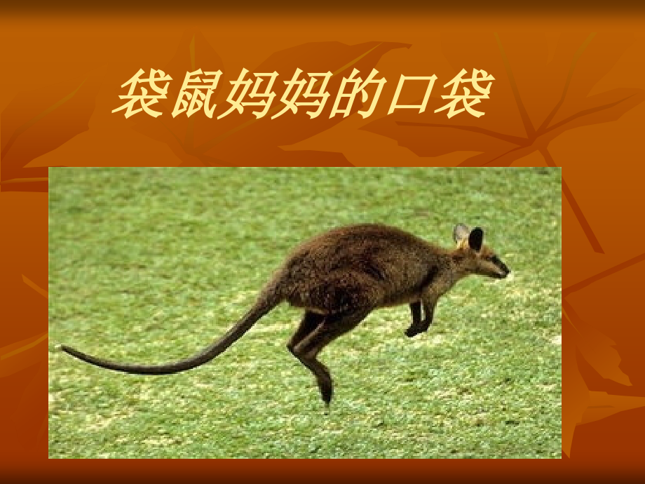 袋鼠妈妈的口袋.ppt_第1页