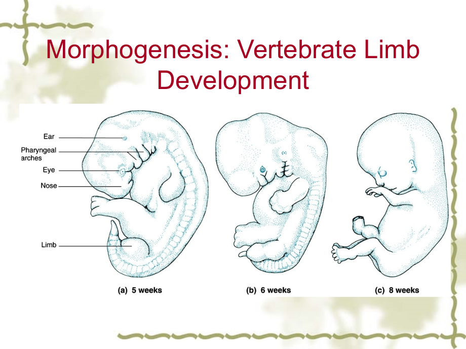 发育生物学课件.ppt_第1页