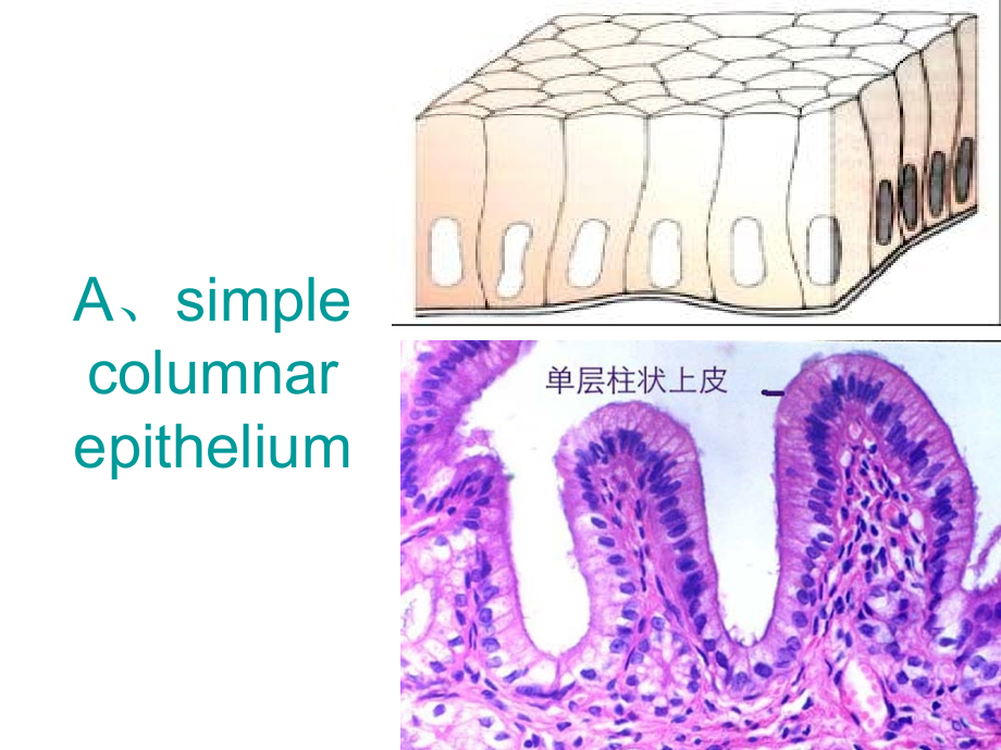 组织胚胎学切片复习(上)课件.ppt_第1页