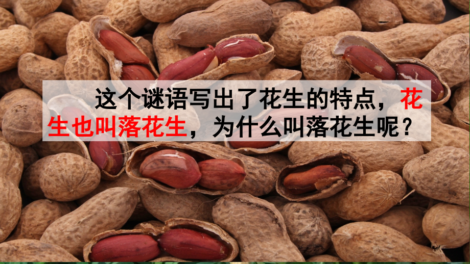 部编版小学五年级语文上册《落花生》课件.ppt_第2页