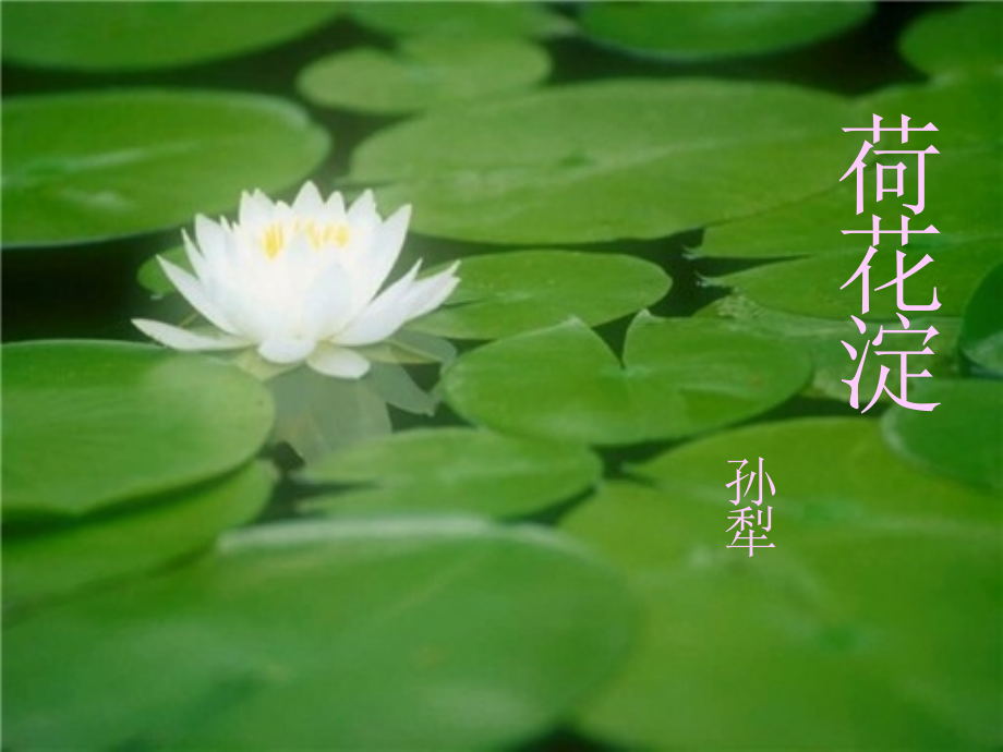 高中语文荷花淀课件 人教版 课件.ppt_第1页