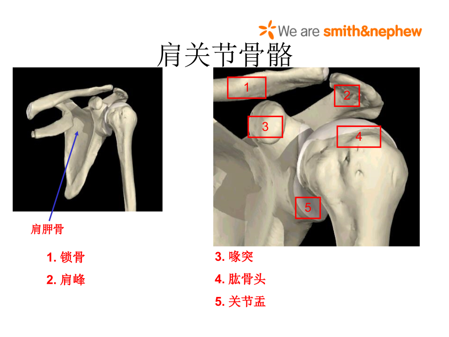 肩关节解剖、入路及打结.ppt_第2页