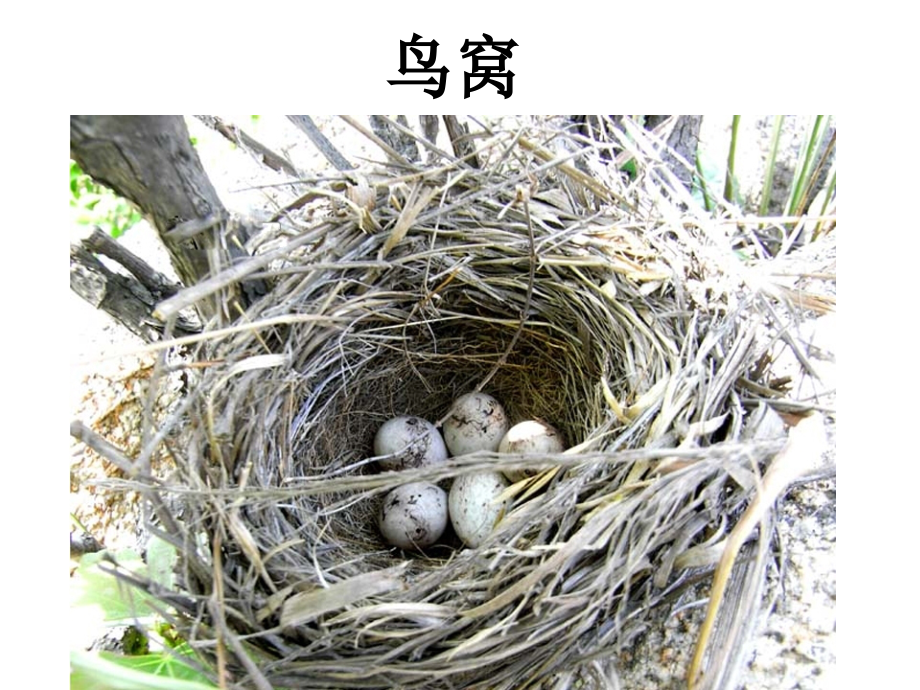 帽子和鸟窝.ppt_第2页