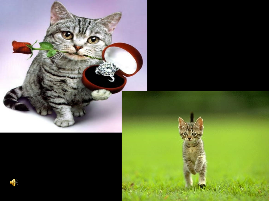 猫（教学课件）.ppt_第2页