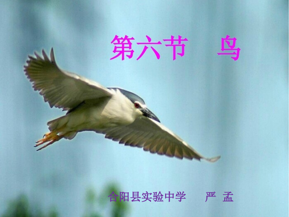 第一章第六节鸟.ppt_第1页