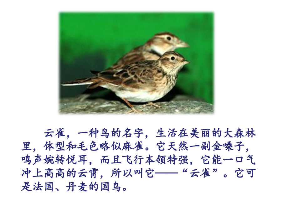 《云雀的心愿》(第一课时).ppt_第1页