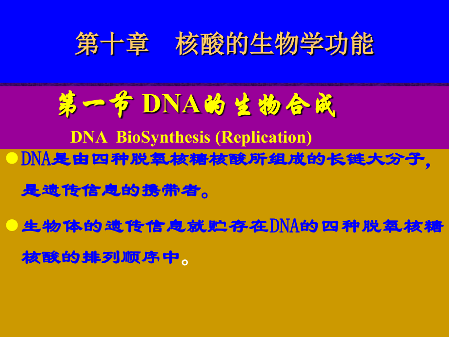 第11章DNA合成BFD.ppt_第1页