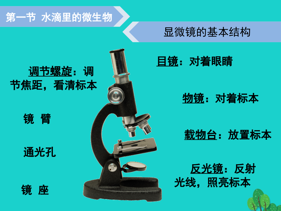 六年级科学上册水滴里的生物5公开课教学课件.ppt_第2页