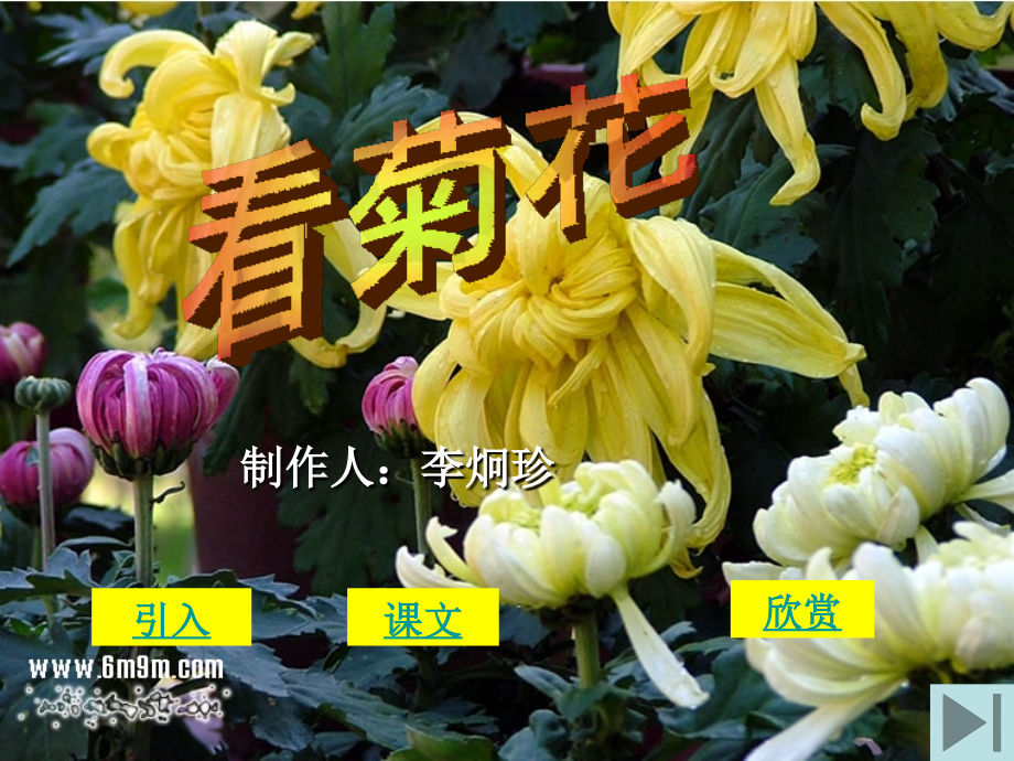 苏教版一年级看菊花.ppt_第1页