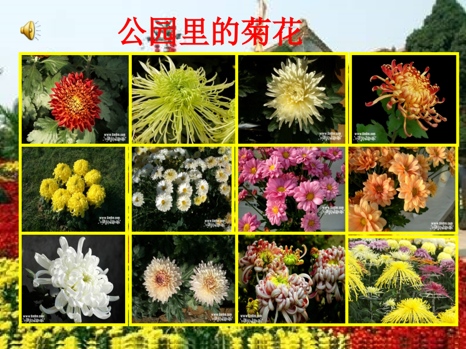 苏教版一年级看菊花.ppt_第2页