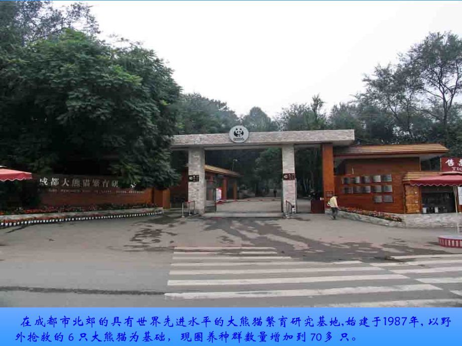 成都熊猫基地【wq发】.ppt_第2页