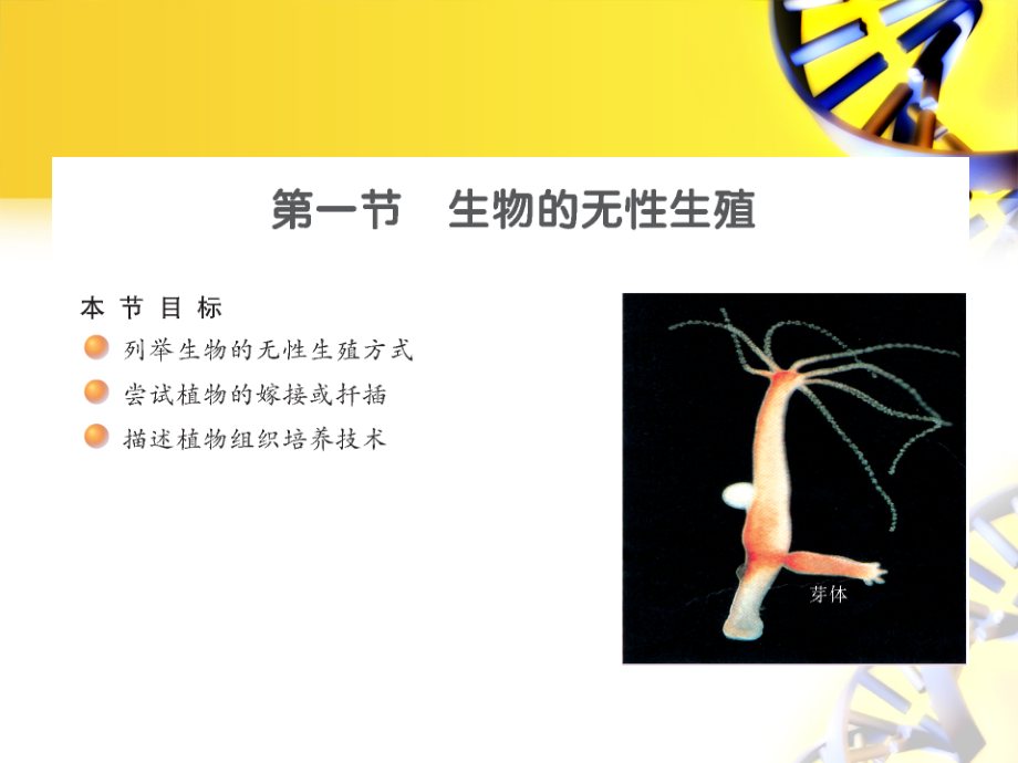 第一节生物的无性生殖.ppt_第2页