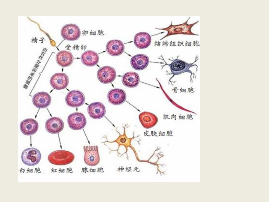 第一节细胞的增殖-(6).ppt_第2页
