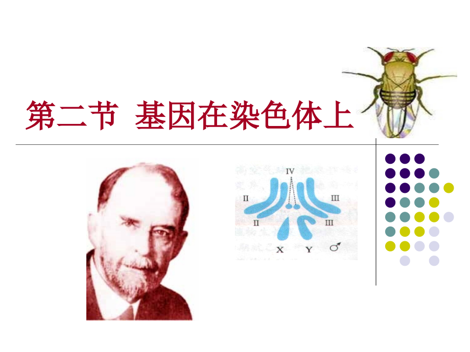 基因在染色体上课件.ppt_第1页