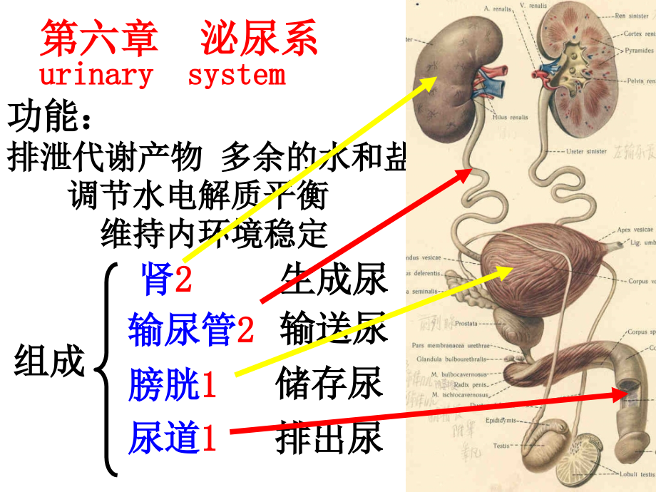 人体解剖学第六章泌尿系统.ppt_第2页