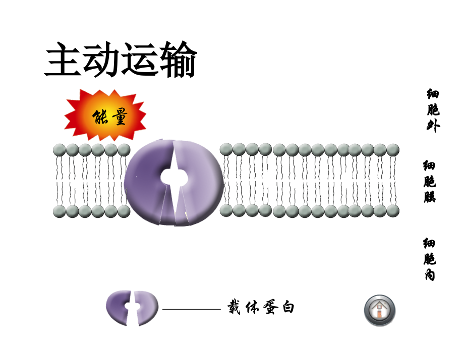 生命活动的能量“通货”——ATP-(2).ppt_第2页