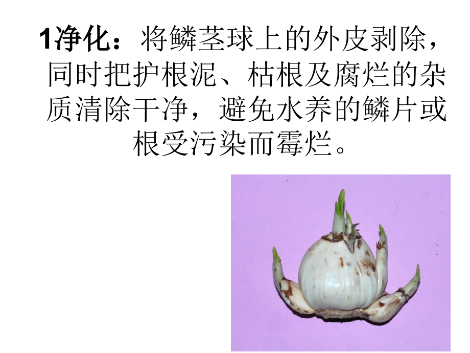水仙花艺术造型知识讲座sjm.ppt_第2页