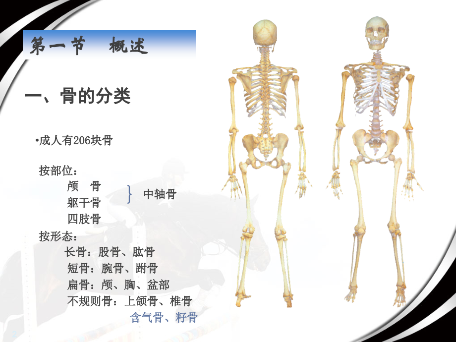 骨学-概述及躯干骨、颅骨.ppt_第2页