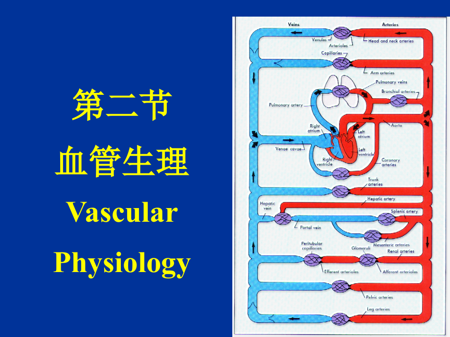 9.2-血管生理课件.ppt_第1页