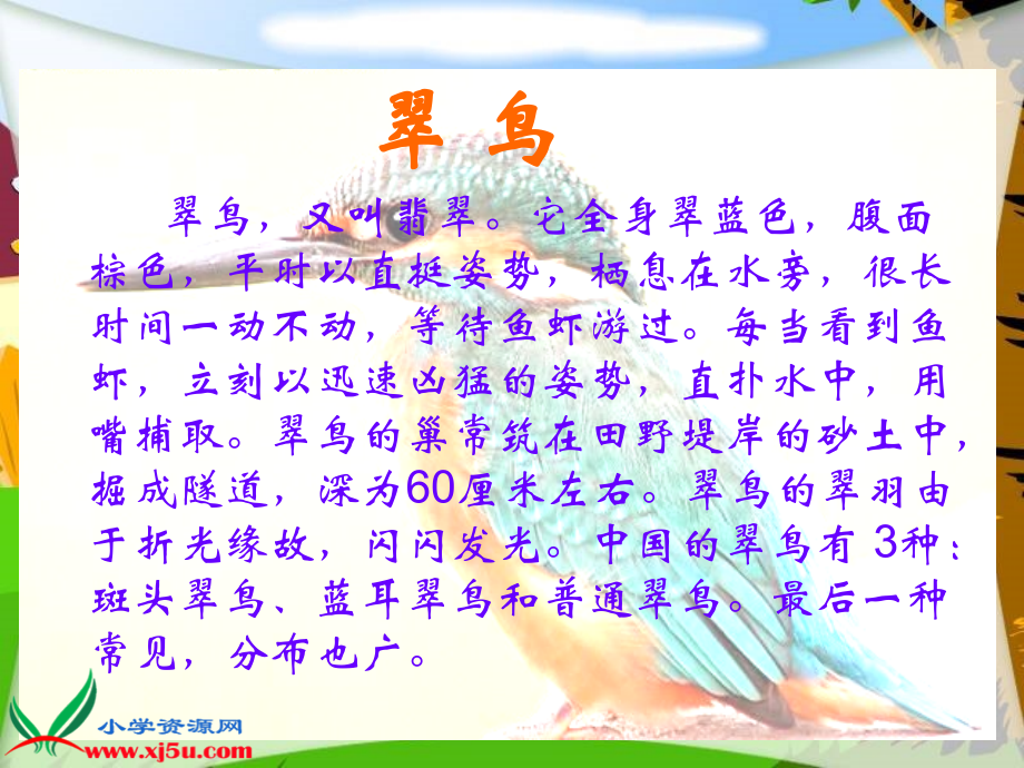 (北师大版)三年级语文上册课件_翠鸟.ppt_第1页