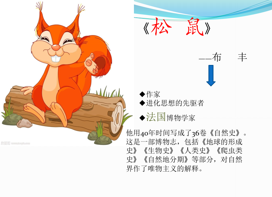 七年级下册四单元第十五课《松鼠》课件.pptx_第2页