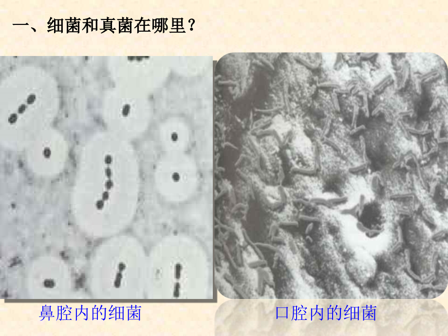 新版细菌和真菌的分布.ppt_第2页