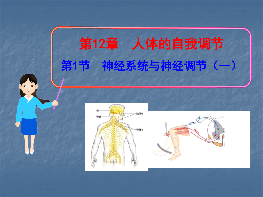 《神经系统与神经调节》课件.ppt_第1页
