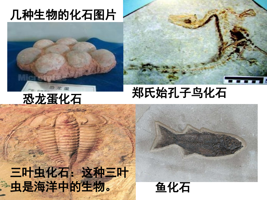 生物进化的历程_上课用.ppt_第2页