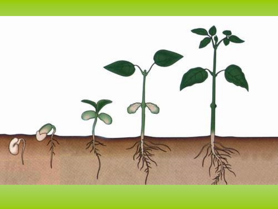 《植物根的生长》课件.ppt_第1页